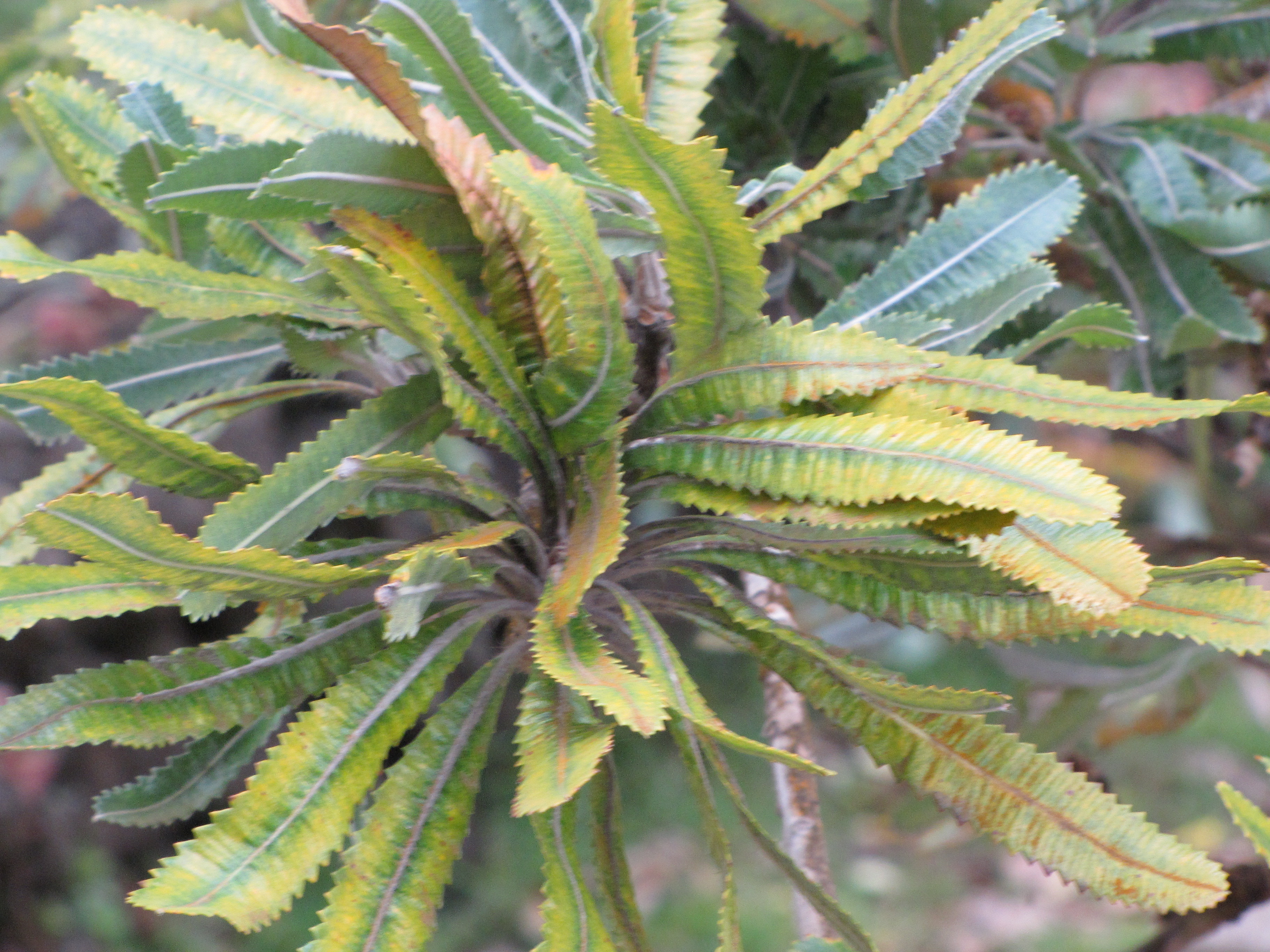 File Starr 110307 2451 Banksia Aemula Leaves Kula Botanical Garden