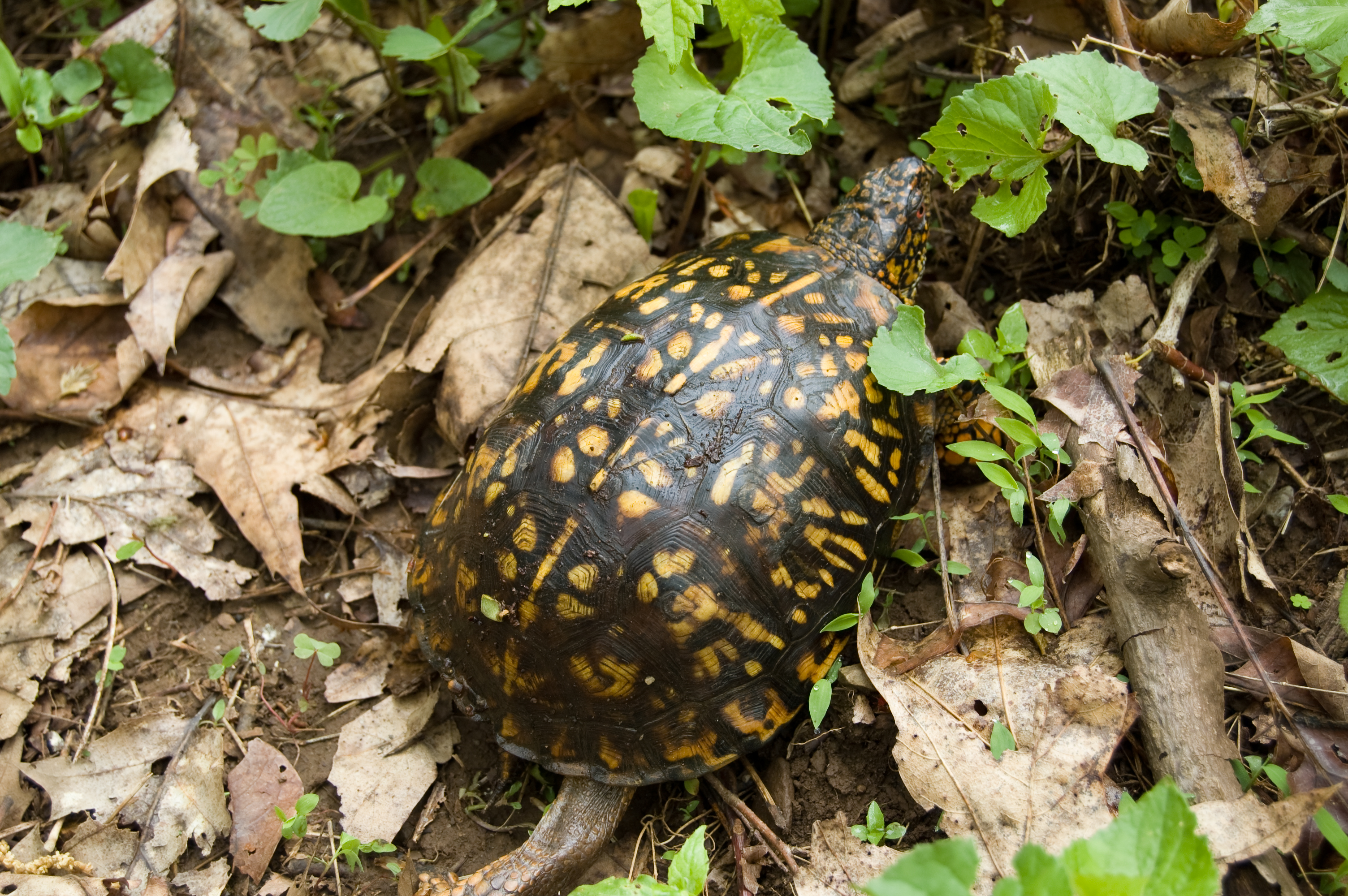 File Terrapene Carolina Carolina3 Jpg Wikimedia Commons