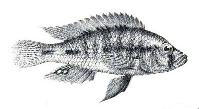 File:Thoracochromis wingatii.jpg