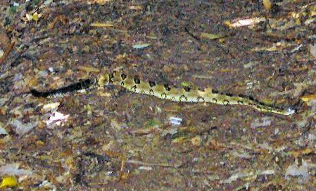 File:Timber-rattlesnake2.jpg