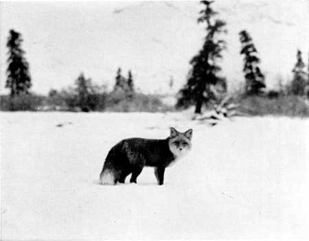 File:Vulpes vulpes in snow, 1939.jpg