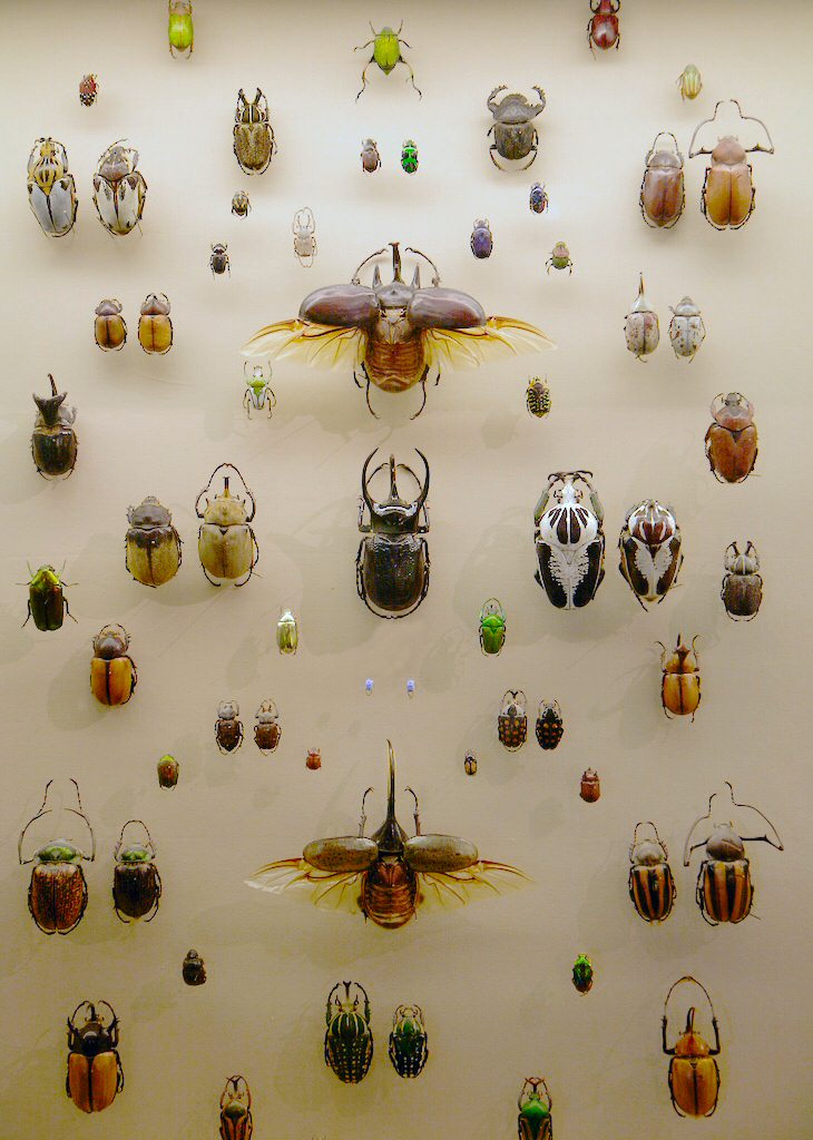 https://upload.wikimedia.org/wikipedia/commons/d/d5/WLA_vanda_Collection_of_Beetles.jpg