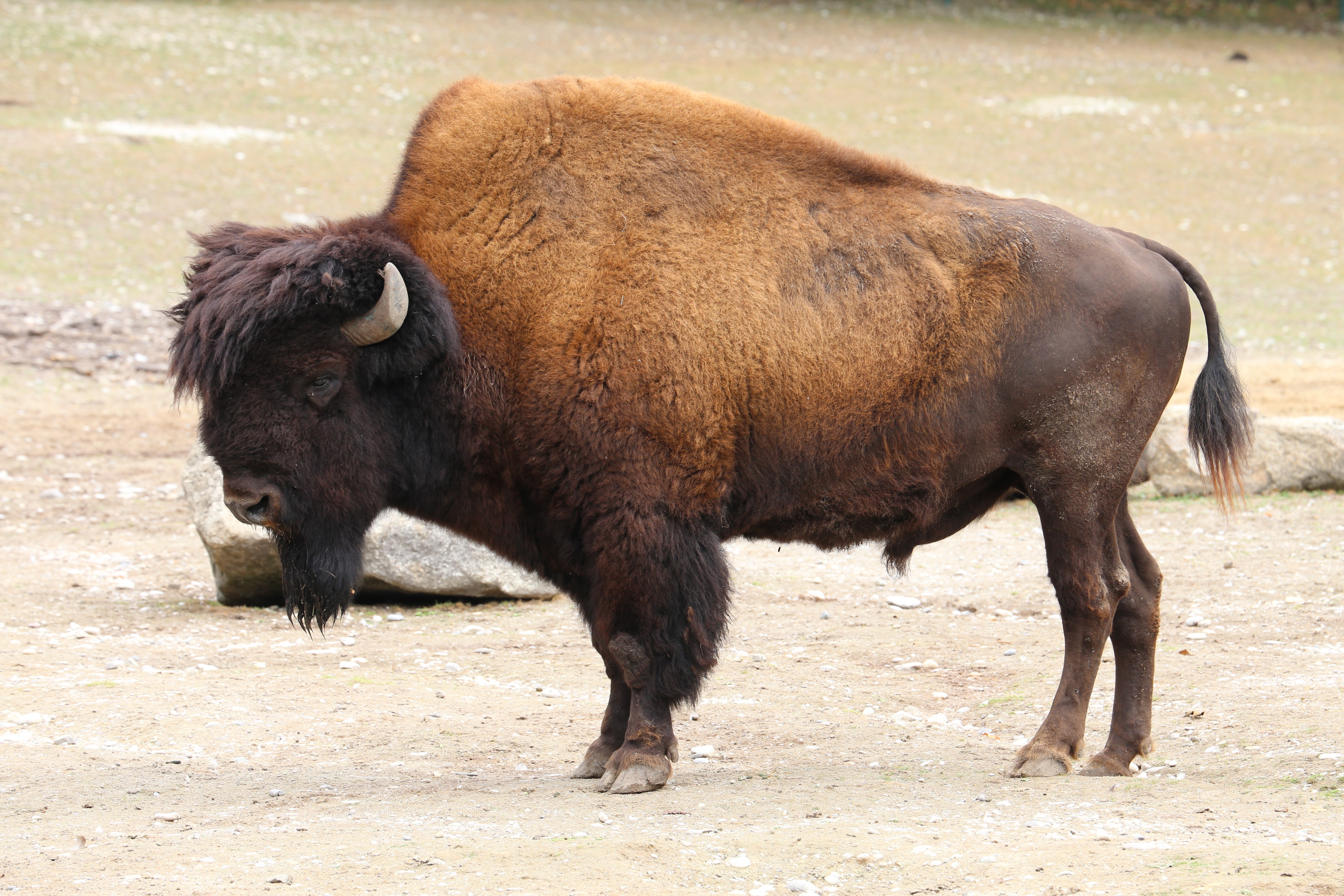 wooden bison