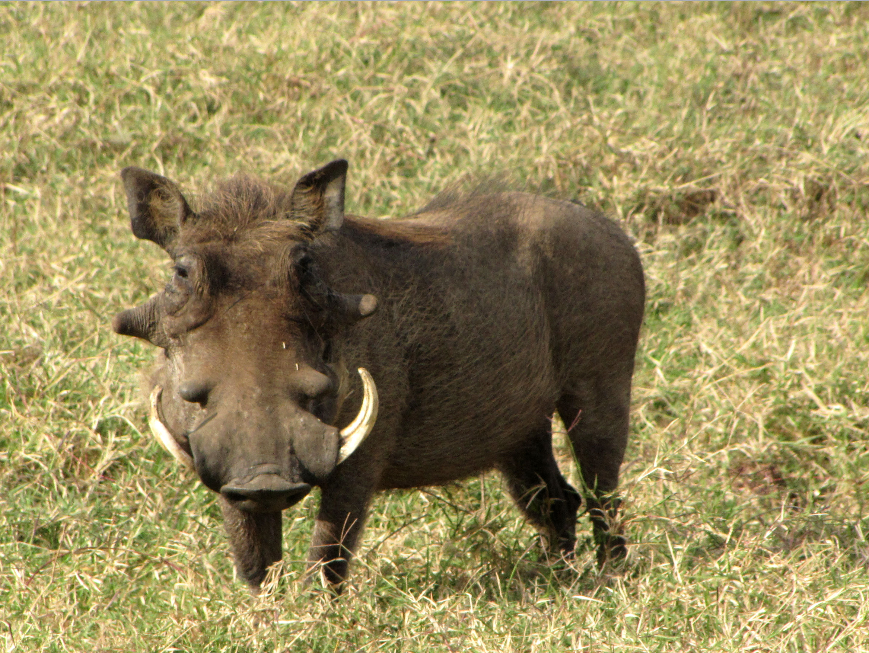 File:Warthog, male,  - Wikipedia