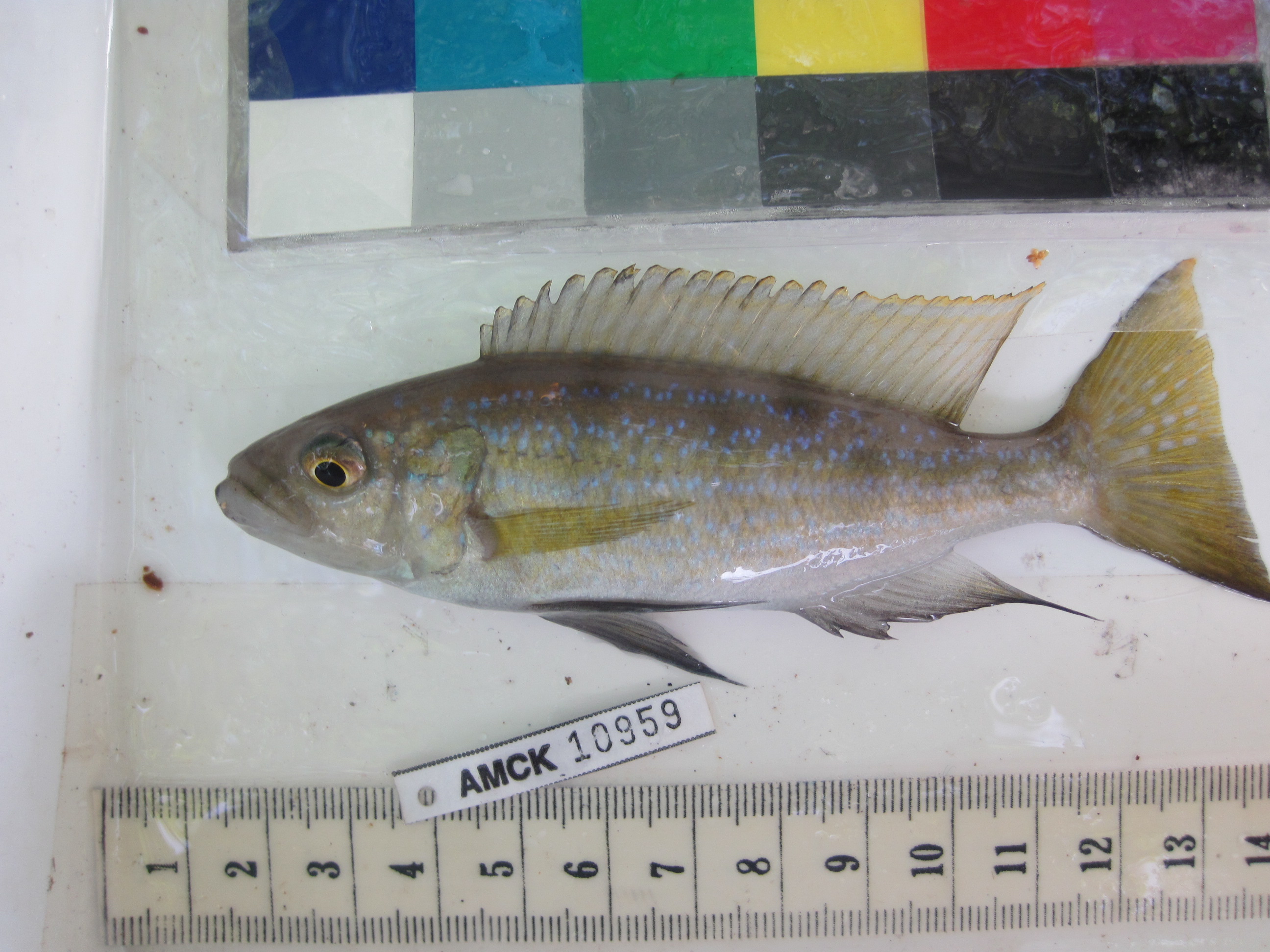 File:Wild catch of Perissodus microlepis (male) - AMCK 10959.jpg -  Wikimedia Commons