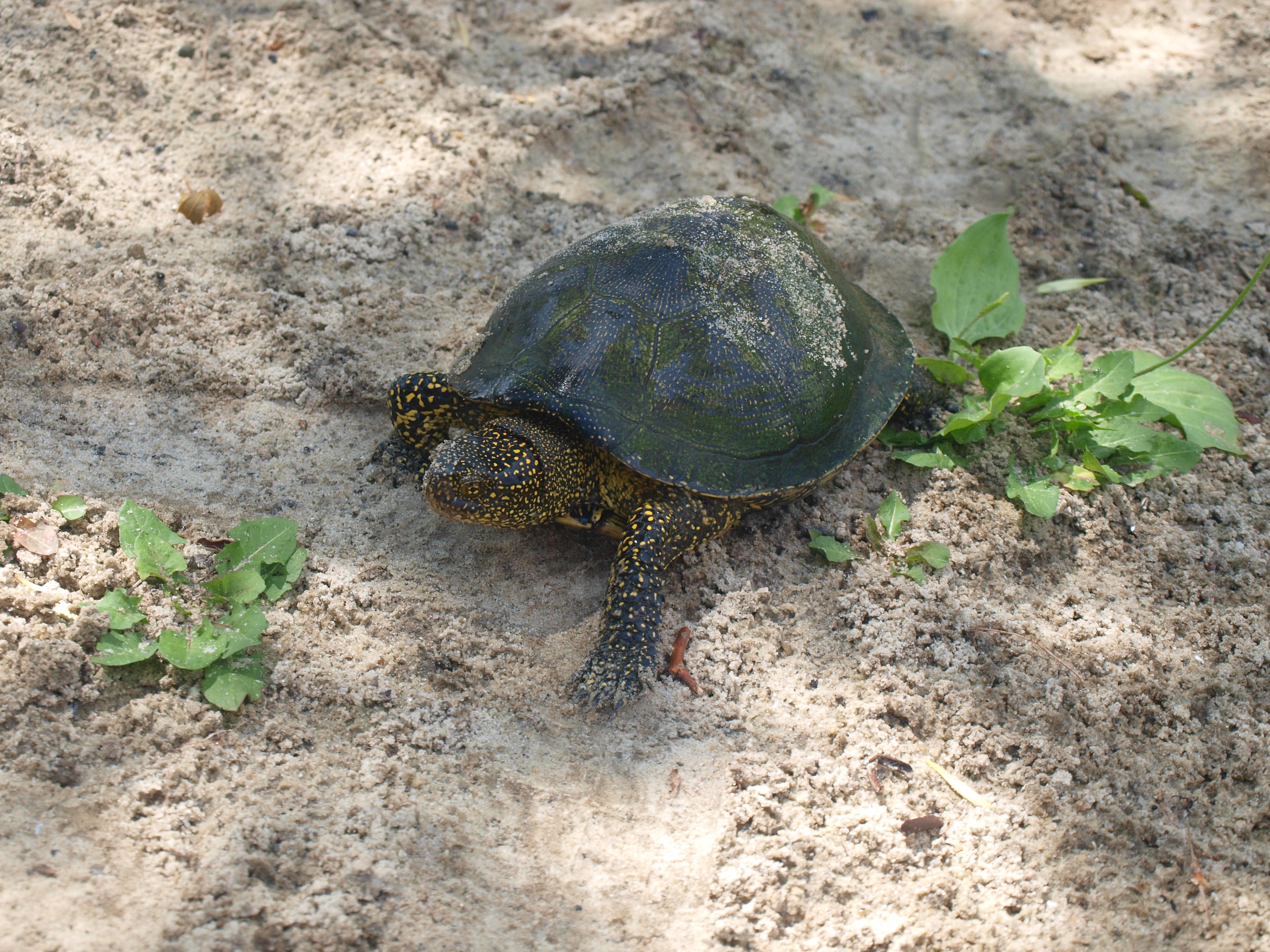 Черепаха 6 букв. Болотная черепаха Мюленберга. Европейская Болотная черепаха пол. Болотная черепаха Дагестанская. Болотная черепаха хвост.
