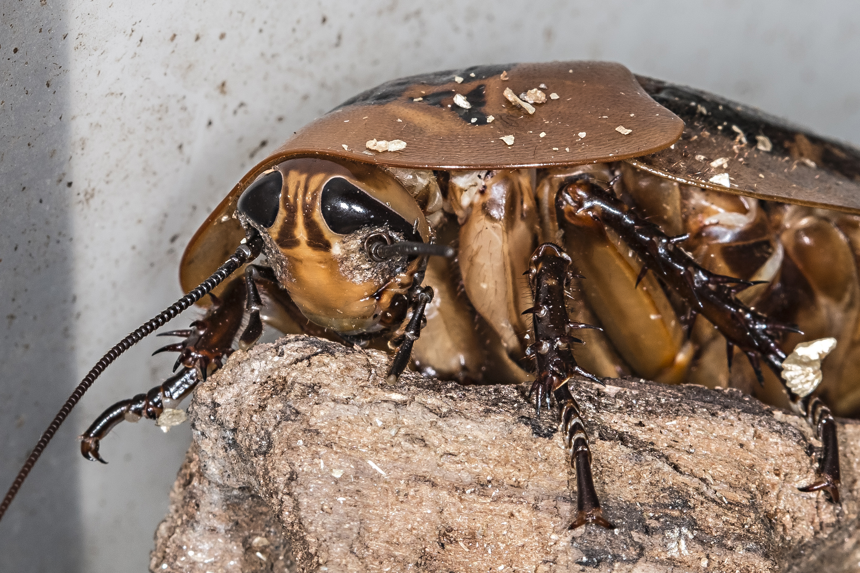 Archimandrita tesselata «гигантский Лесной»