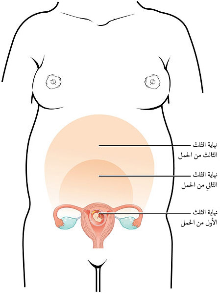 File:2917 Size of Uterus Throughout Pregnancy-02-ar.jpg