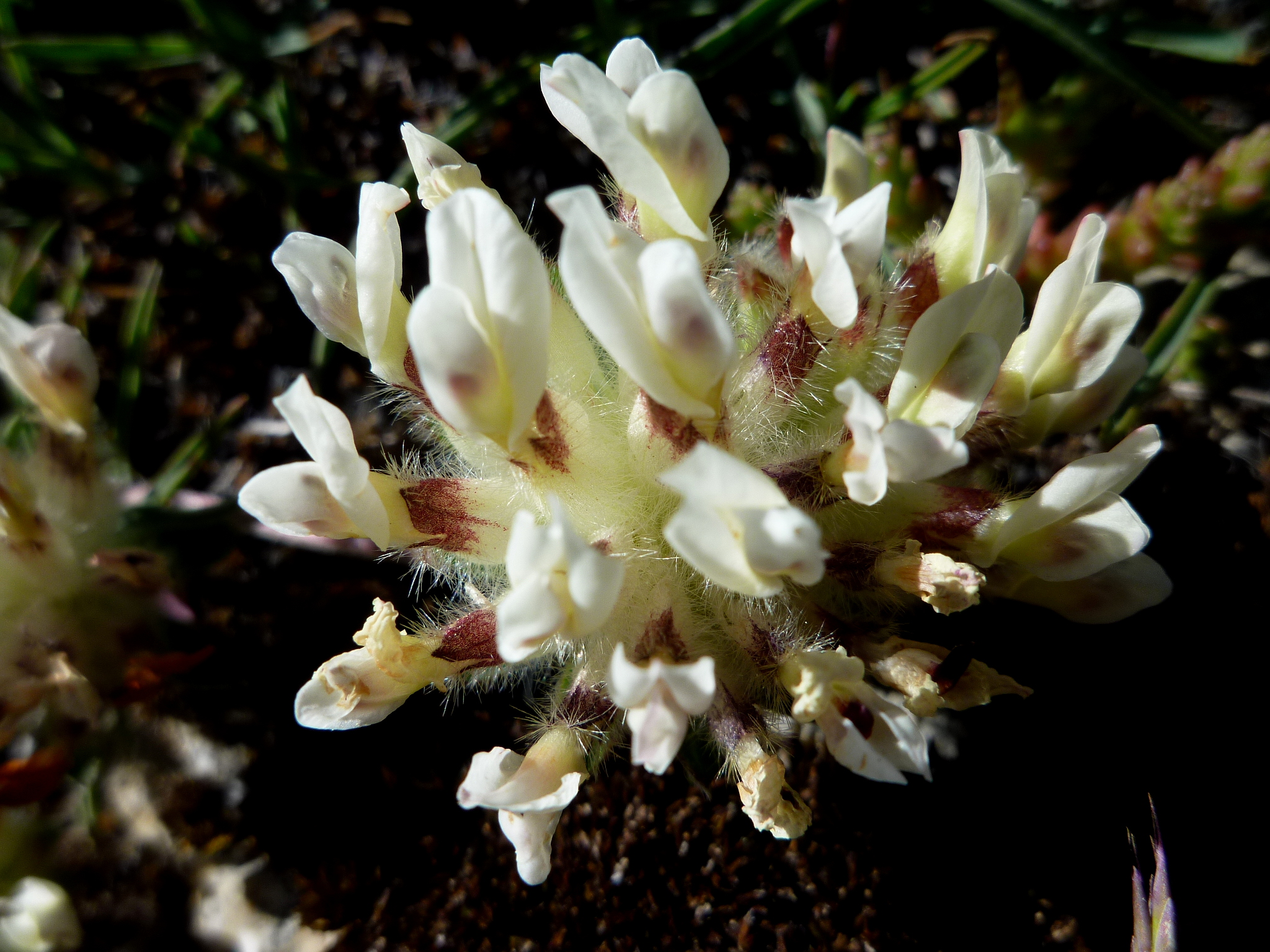 Anthyllis vulneraria