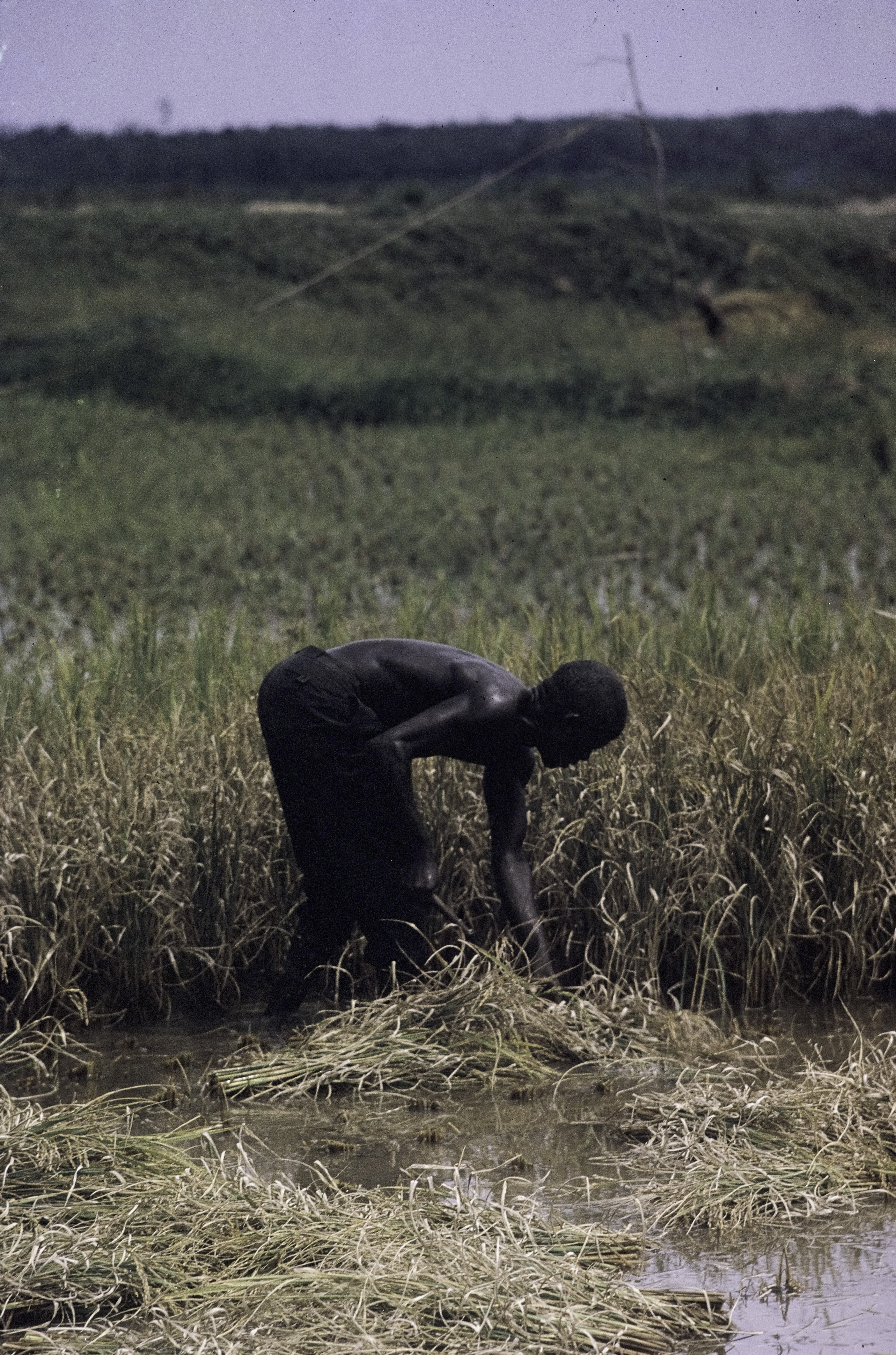 wet rice cultivation