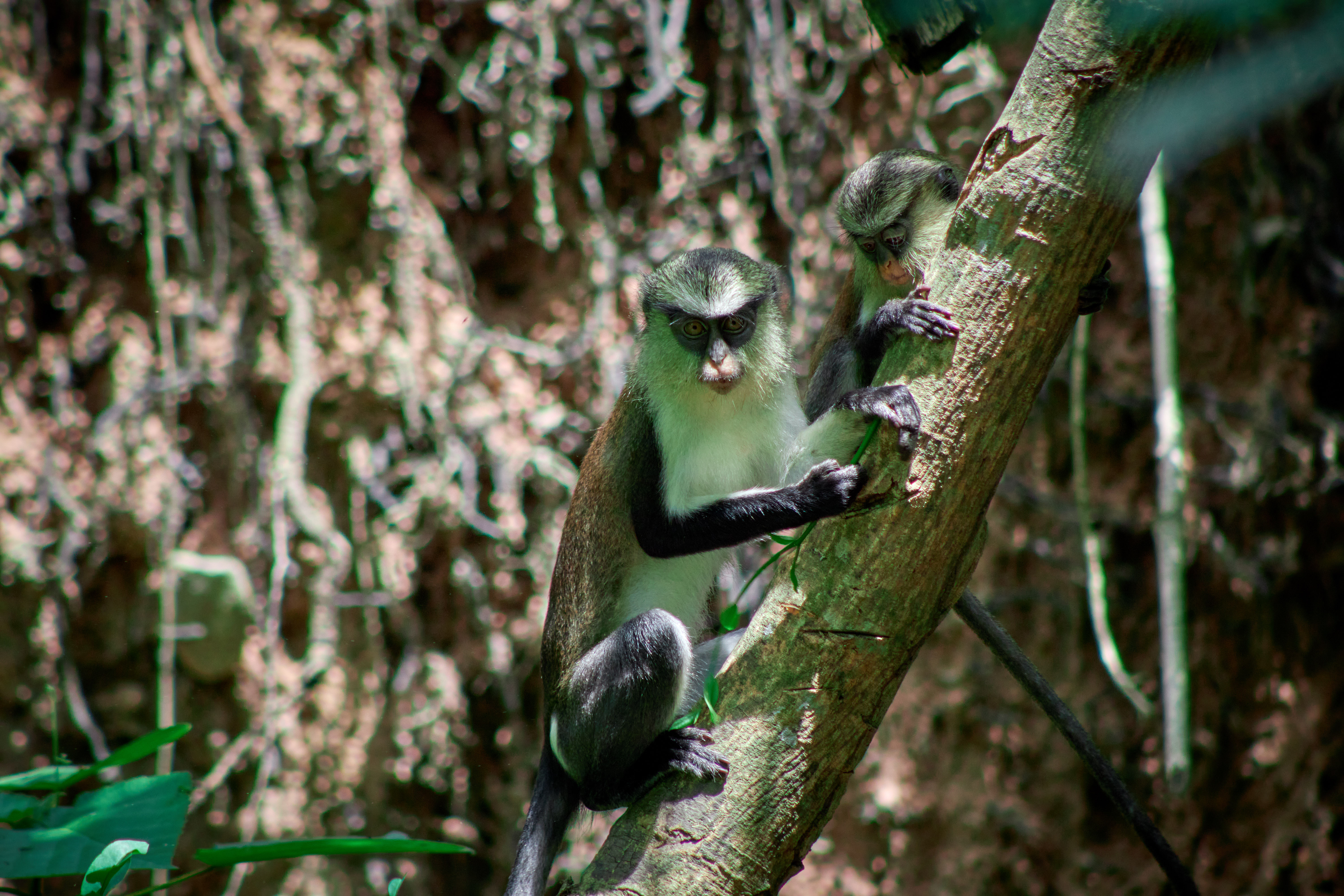 Monkey Sanctuary