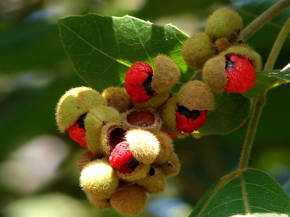 Filealectryon Tomentosus Hairy Birds Eye 2882164870 Wikipedia