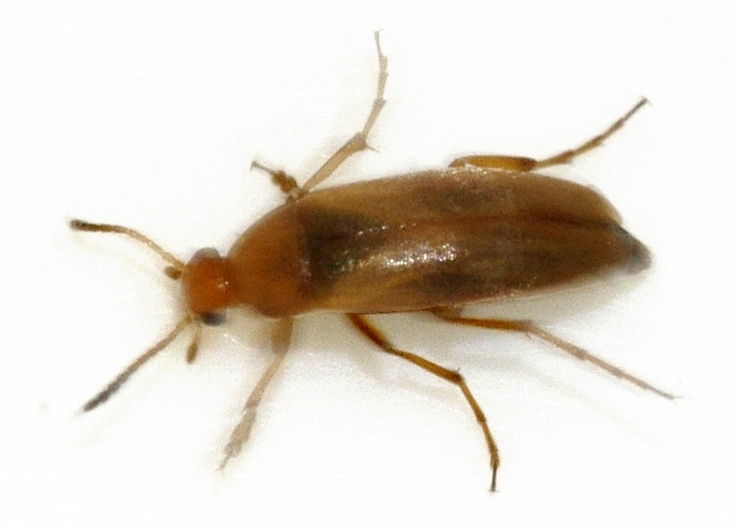 File:Anaspis-maculata-08-fws.jpg