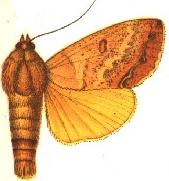 <i>Ophiusa discriminans</i> species of insect