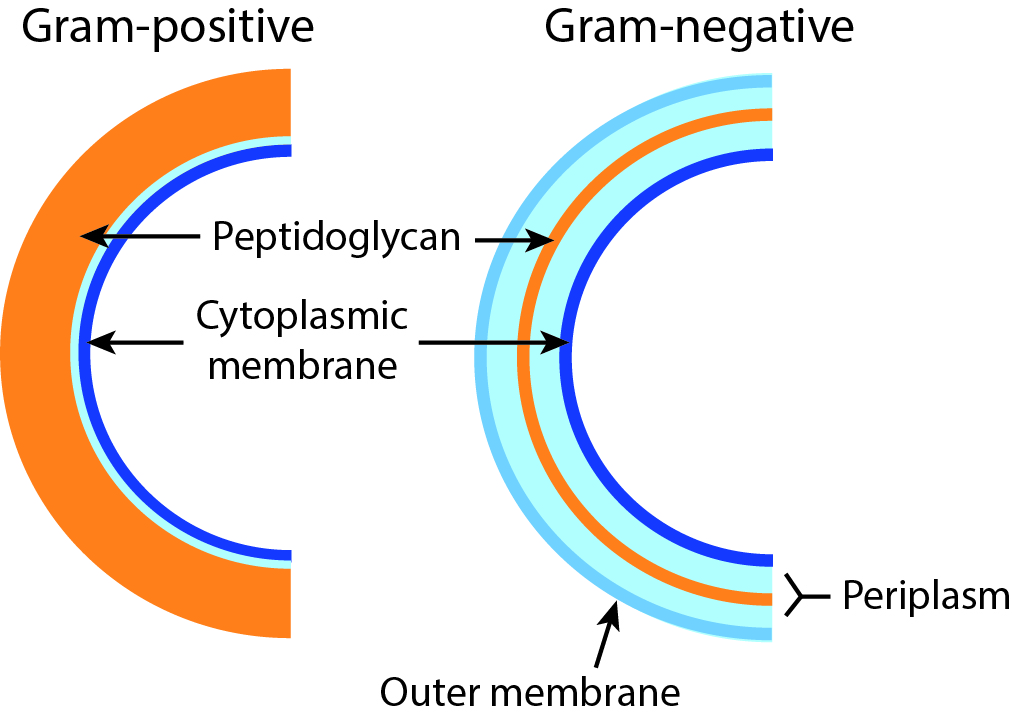 https://upload.wikimedia.org/wikipedia/commons/d/d6/Bacterial_cell_walls.jpg