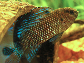 File:Badis badis.jpg