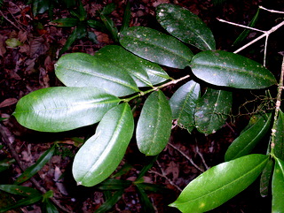 <i>Baloghia inophylla</i> species of plant