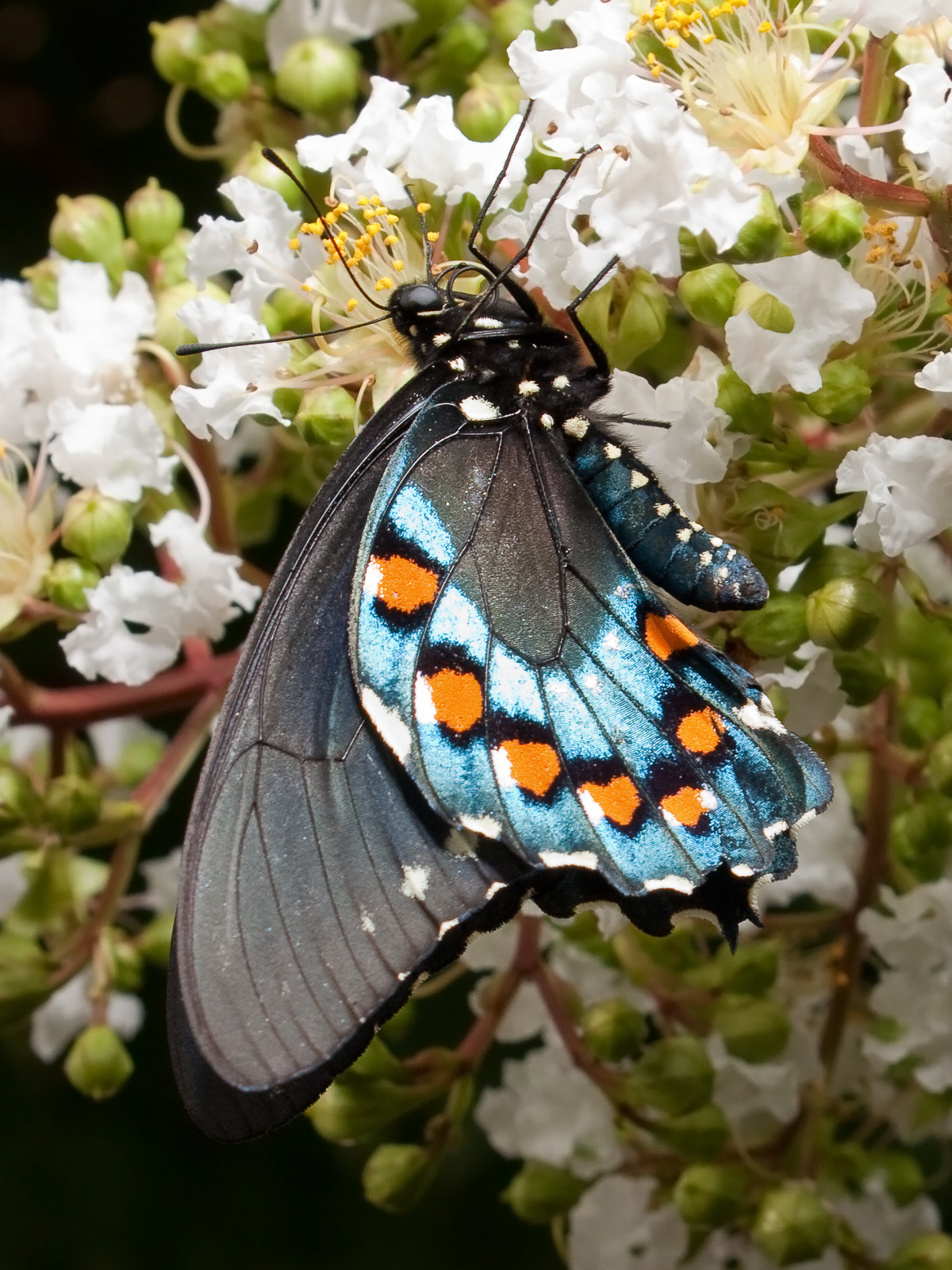 poisonous butterflies