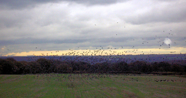 File:Birds of a feather etc - geograph.org.uk - 617996.jpg