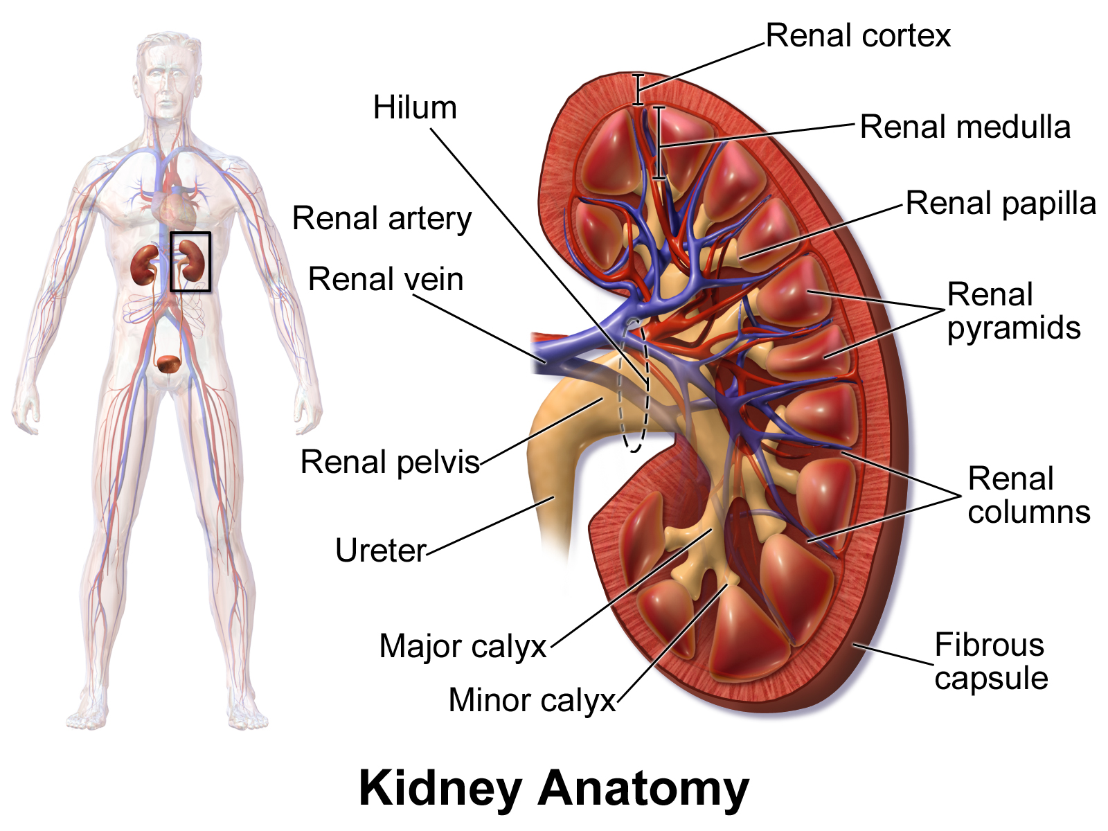 Draw a well labelled diagram of VS Human Kidney