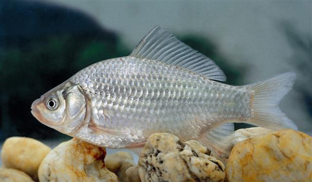 File:Carassius gibelio 1.jpg