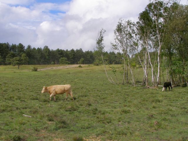 Cattle near Londown Inclosure, Deerleap, New Forest - geograph.org.uk - 427158