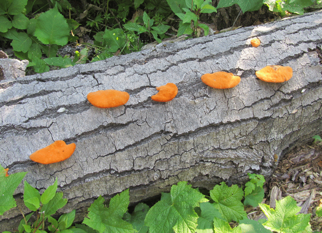 File:Cinnabar-Polypore (6223473176).gif