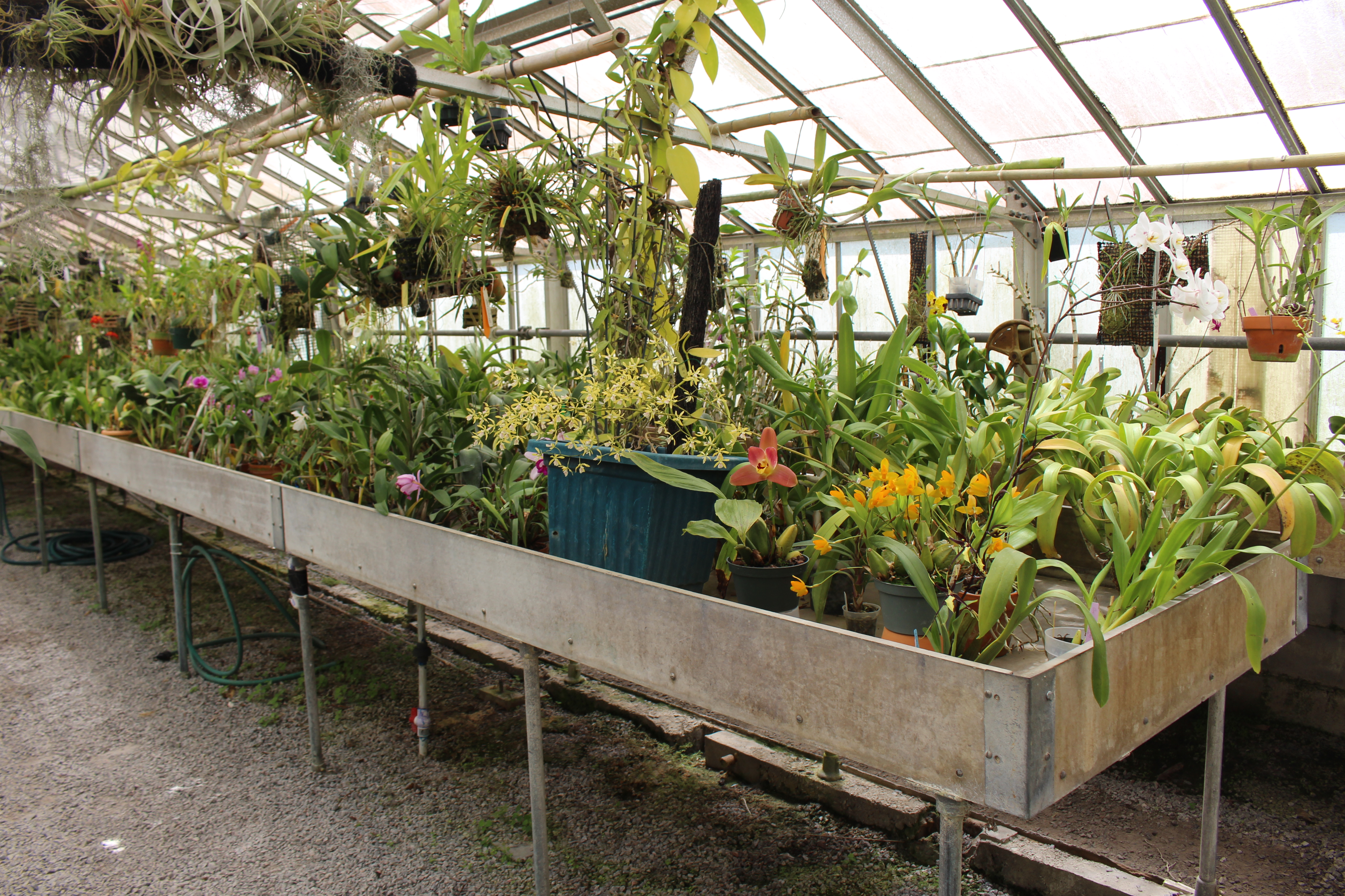 File Coastal Georgia Botanical Gardens Orchid House Interior 1