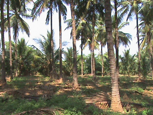 File:Coconut-farm.jpg