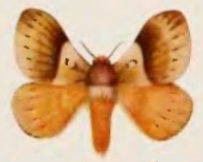 <i>Cotana erectilinea</i> Species of moth