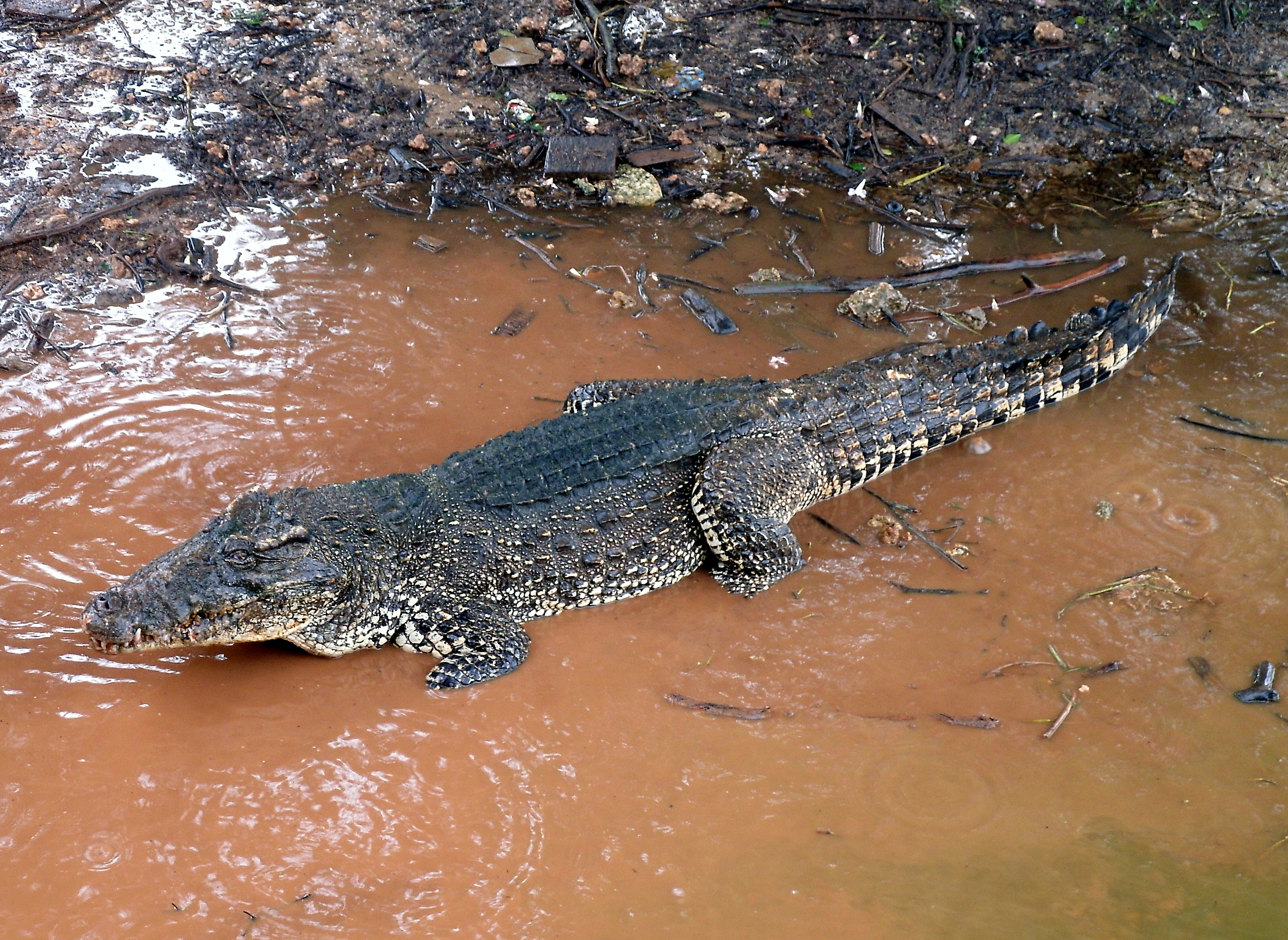 Crocodilia - Wikipedia