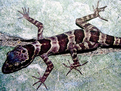 Cyrtodactylus phongnhakebangensis au Phong Nha-Kẻ Bàng.