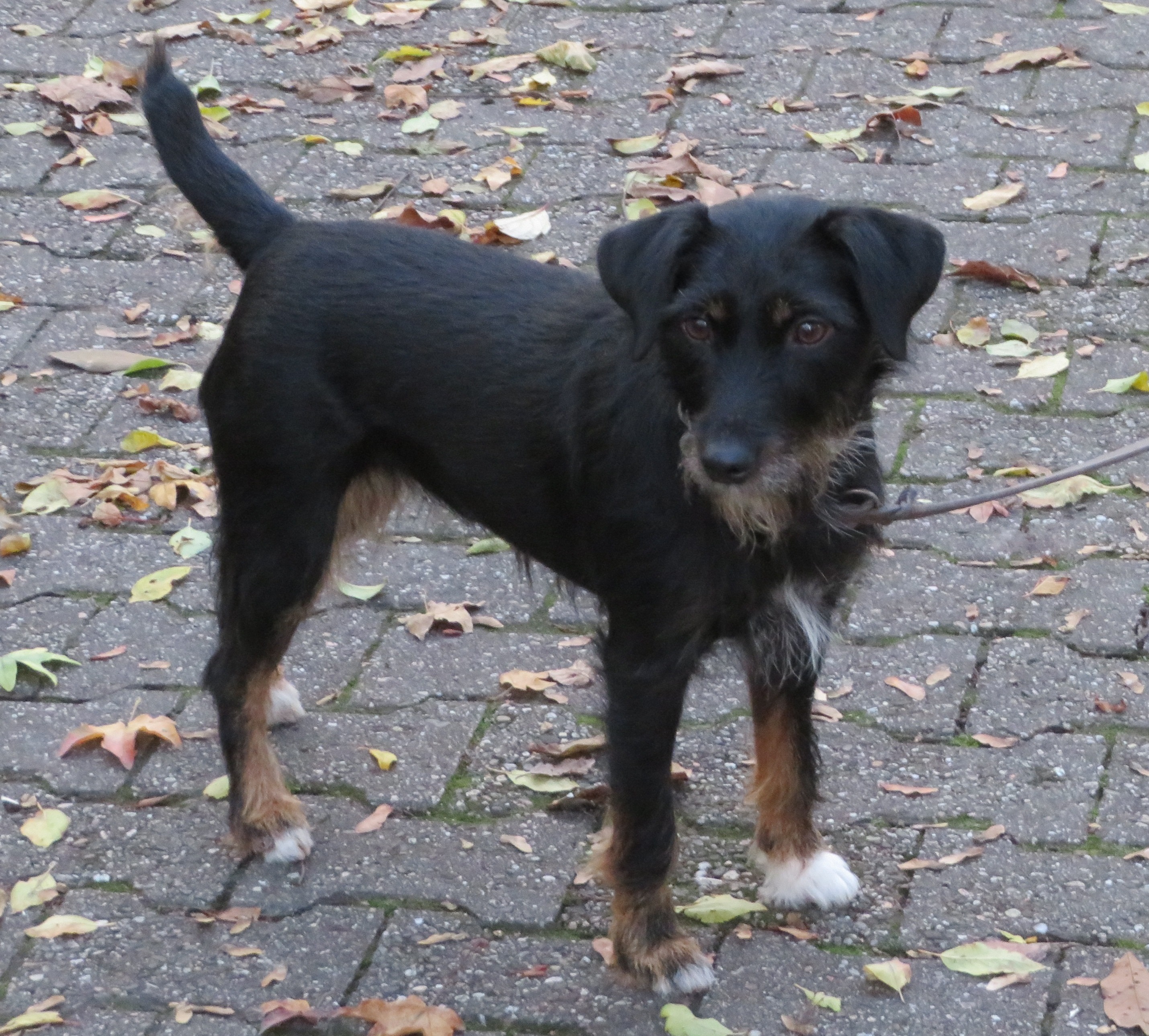 jagdterrier for sale price