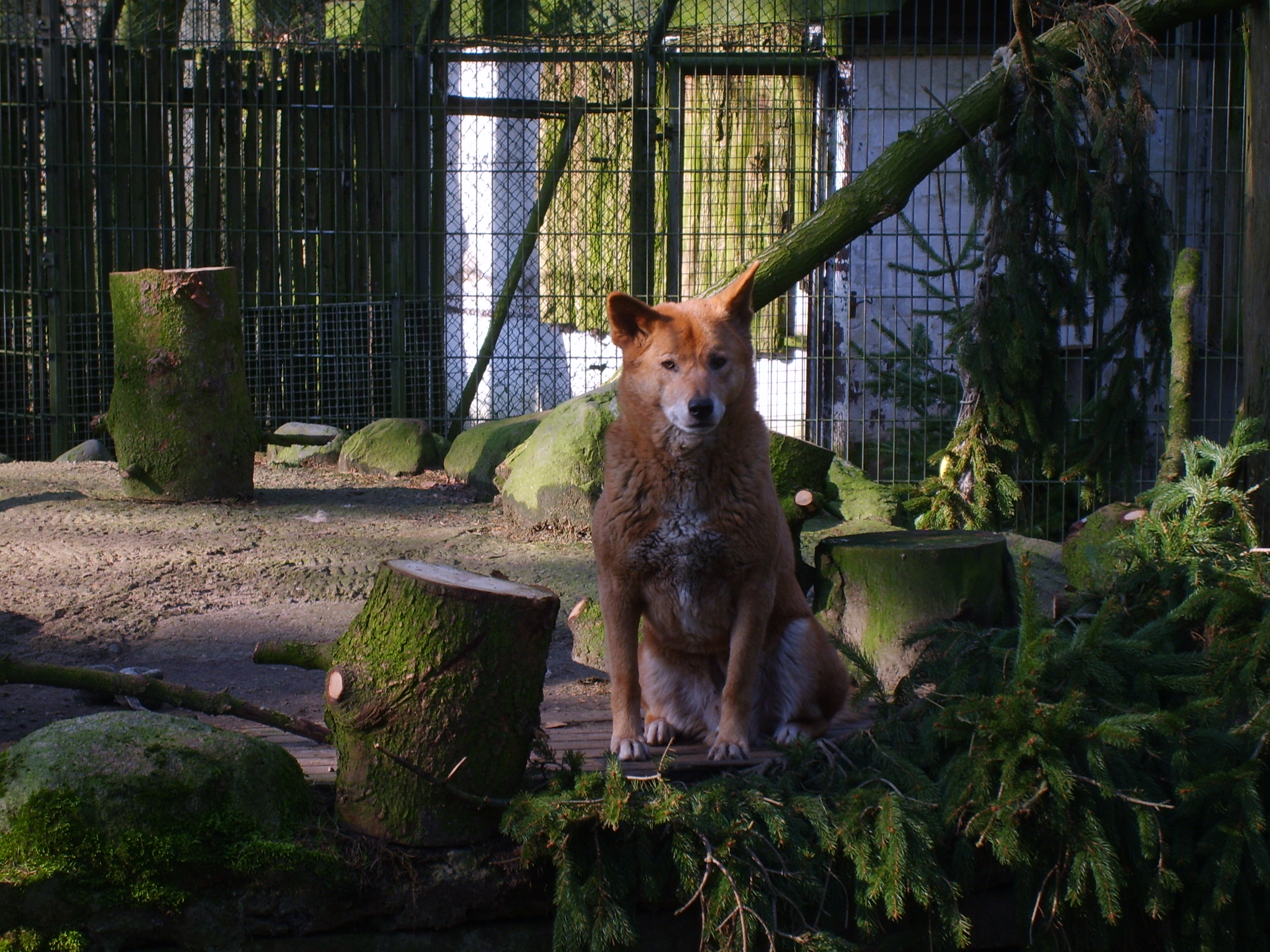 Category:Canis lupus dingo - Wikimedia Commons