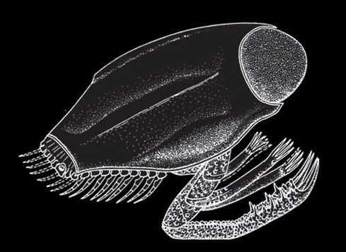 File:Dollocaris ingens reconstruction.jpg