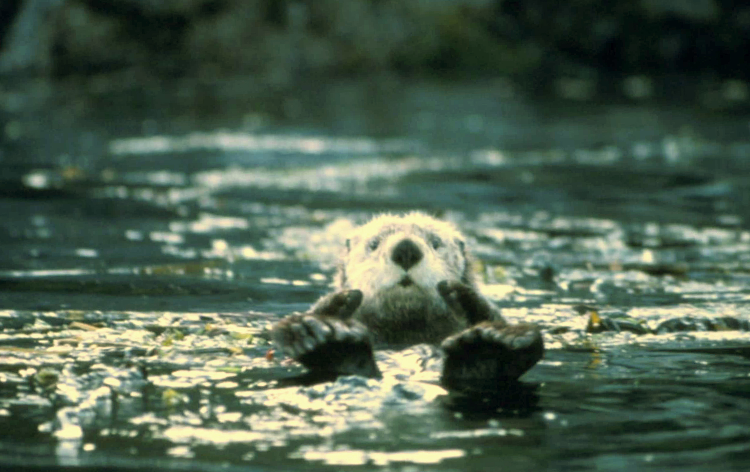 cute sea otters