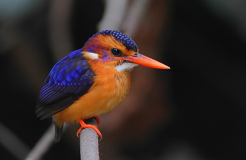 File:Flickr - Rainbirder - African pygmy-kingfisher (Ceyx pictus).jpg