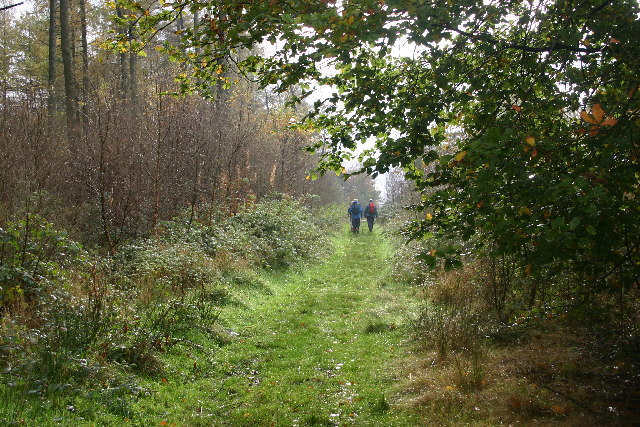 Footpath through Snever Wood, near Wass (N Yorks) - geograph.org.uk - 73873