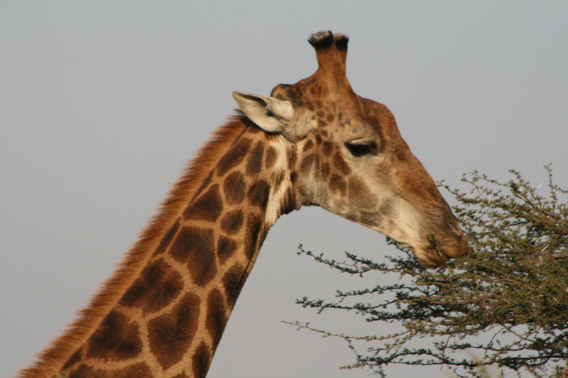 File:Giraffe feeding (2768321585).jpg