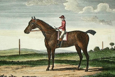 Несут меня кони содержание. Лошади 1764. Скаковая лошадь на цепочке. Буденновская порода лошадей инбридинг. Картинки Кольта с лошадьми.