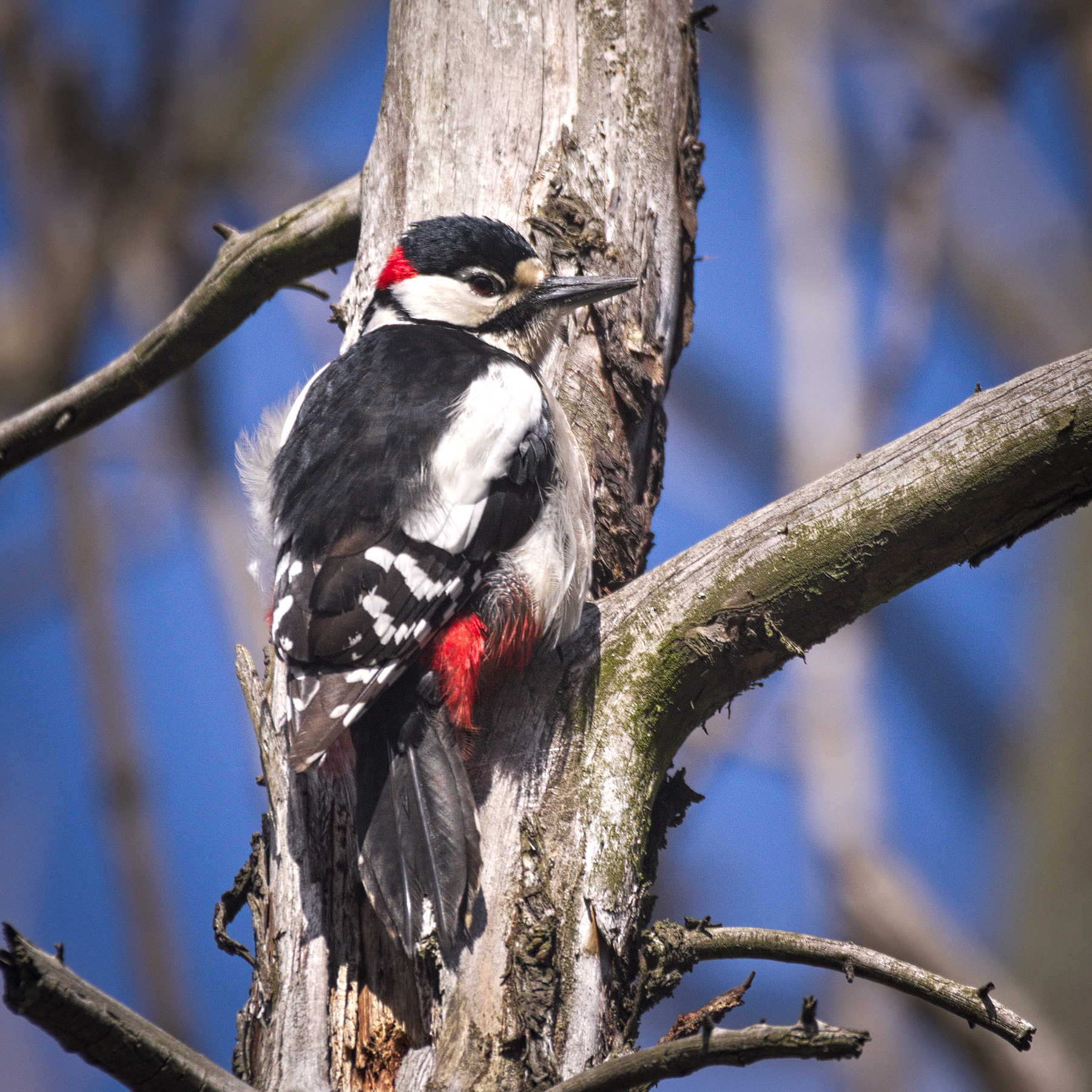 Большой пестрый дятел. Great spotted Woodpecker. Большой пестрый дятел приспособления. Какого цвета большой пёстрый дятел. Большой пестрый дятел особенности.