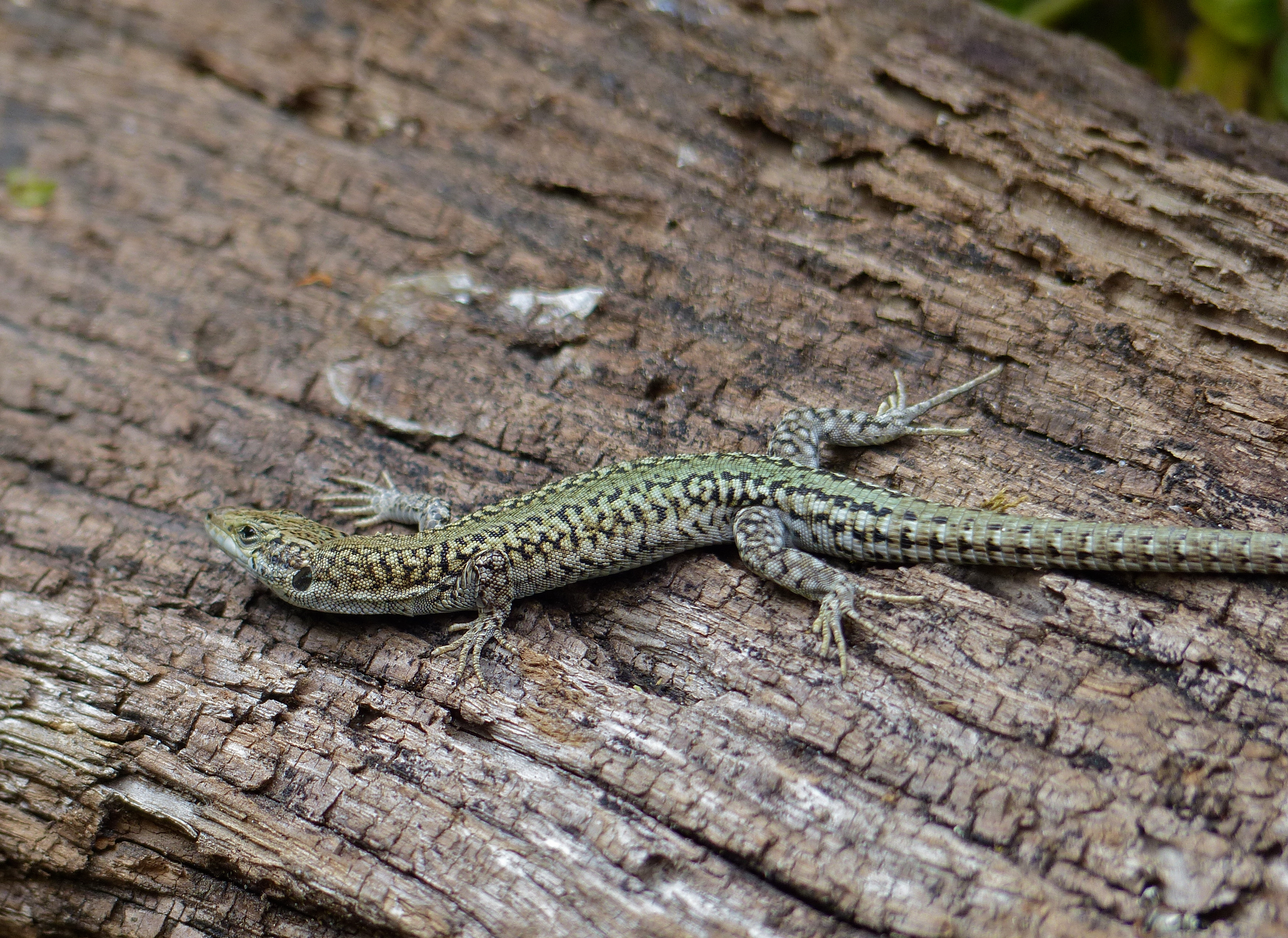 Guadarrama Wall Lizard (Podarcis guadarramae) male (14487390465).jpg