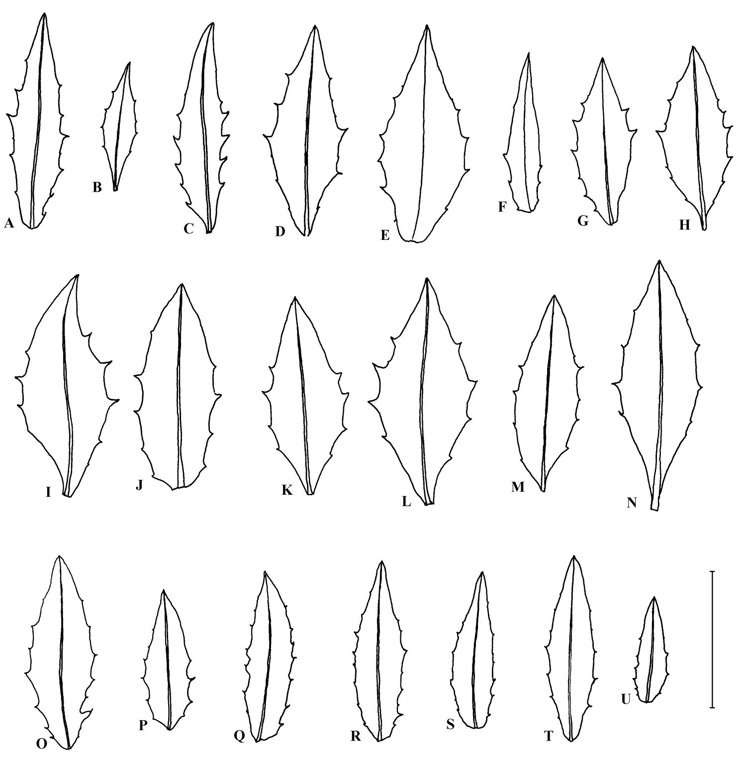 Set of Hand Drawn Different Types of Leaves. Stock Vector - Illustration of  leaf, design: 68579535