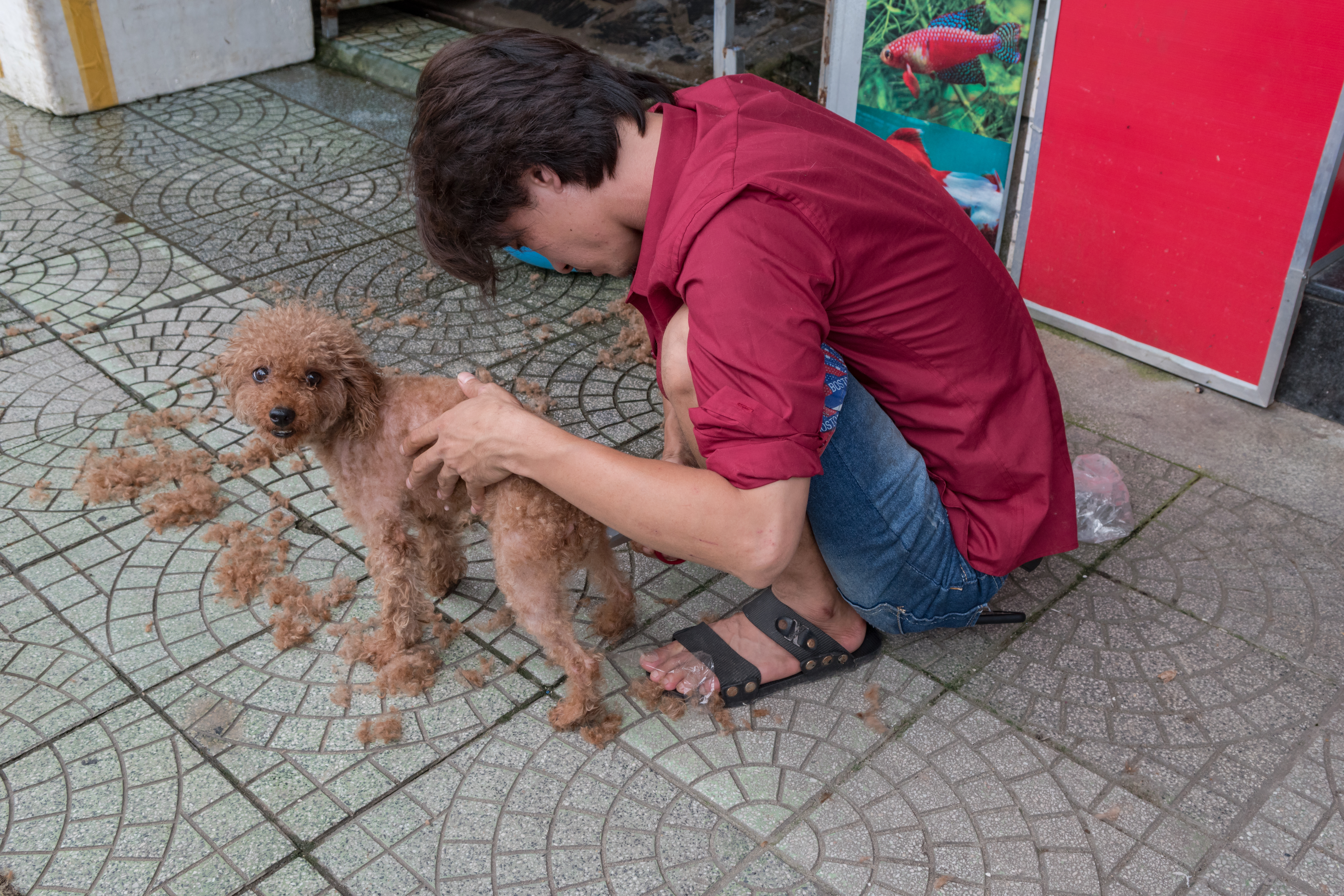 File Hundefrisor Dog Hairdresser 25672675428 Jpg Wikimedia Commons