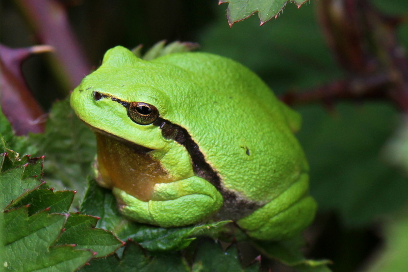 File:Hyla arborea in De Brand 01.JPG