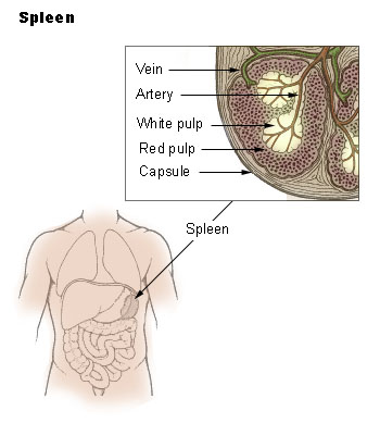 spleen diagram anatomy