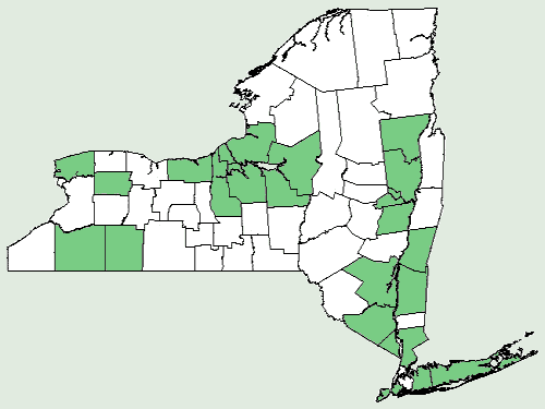 Isotria verticillata range map USA - NY
