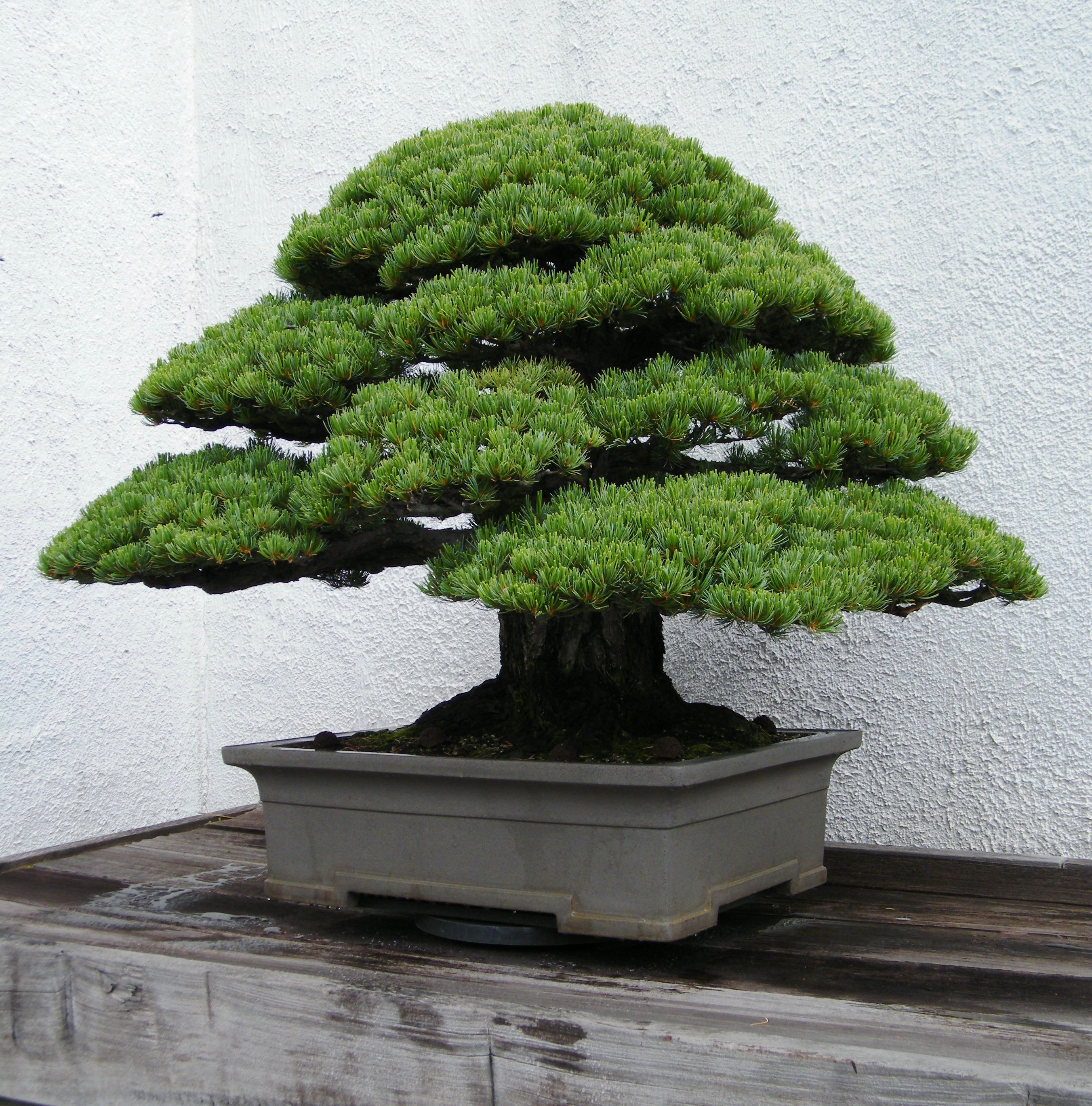 Bonsai Penjing