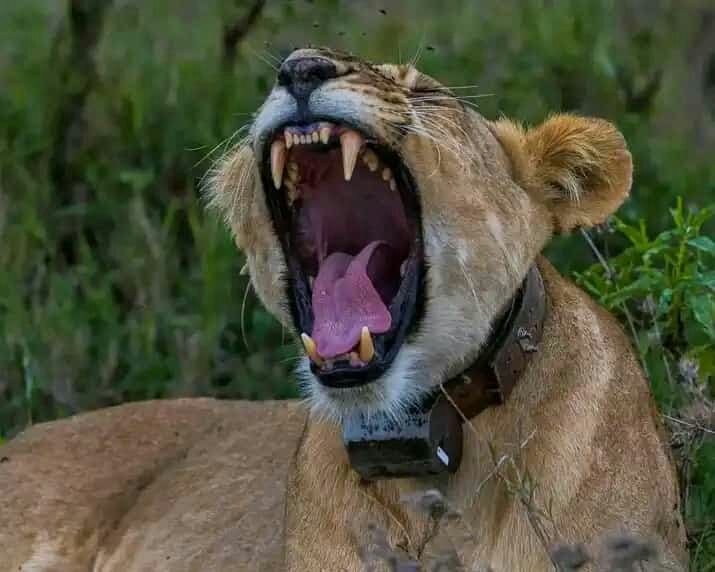 File:Kisumu impala sanctuary female lion.jpg