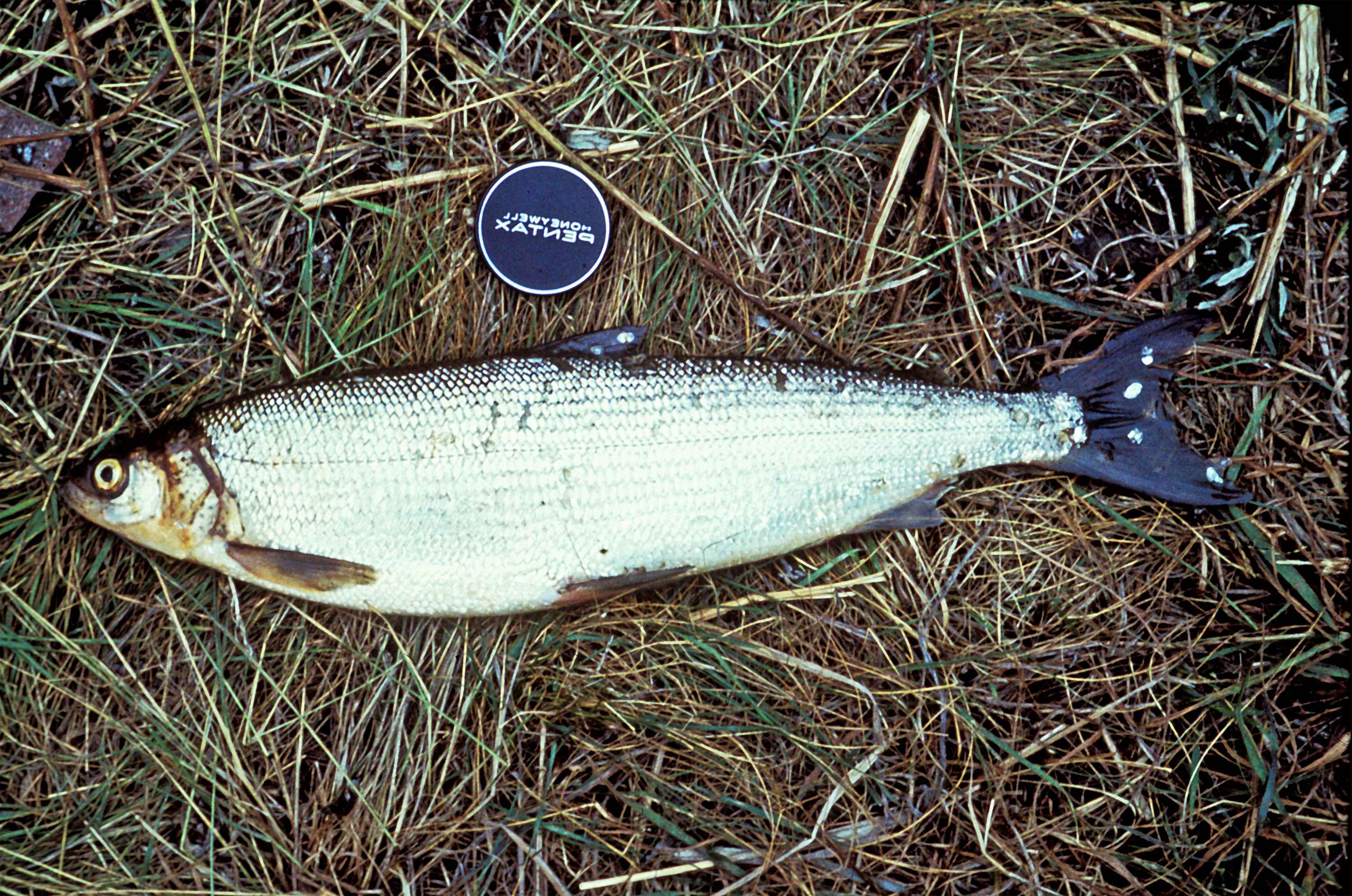 File:Least cisco fish on grass coregonus sardinella.jpg - Wikimedia Commons